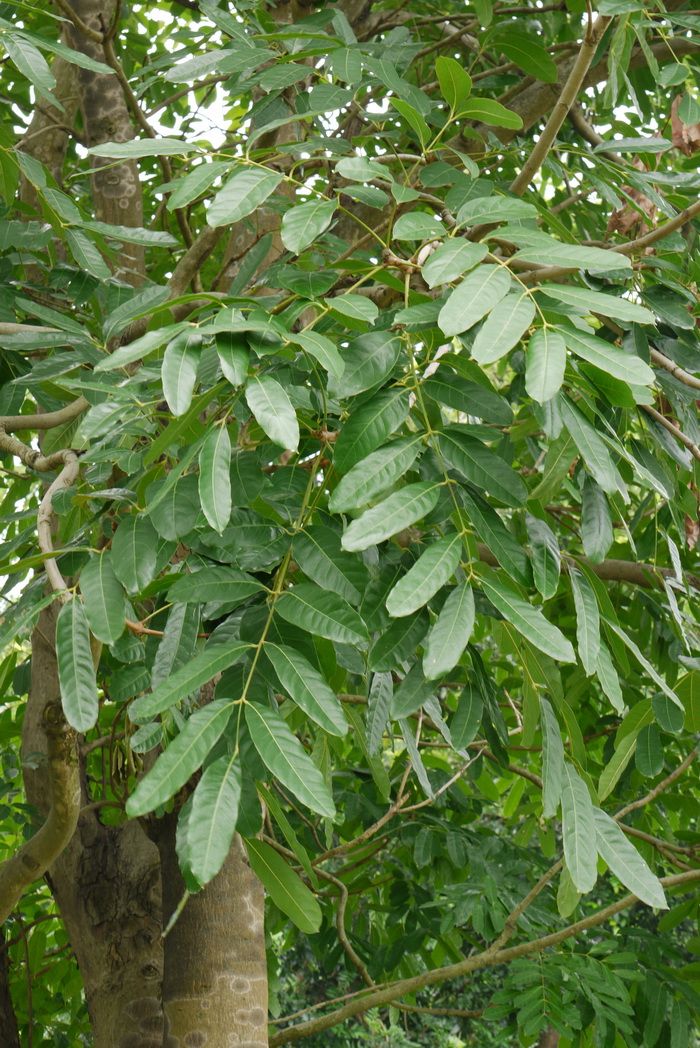 非洲桃花心木Khaya senegalensis