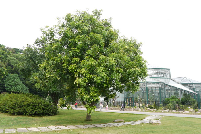 非洲桃花心木Khaya senegalensis