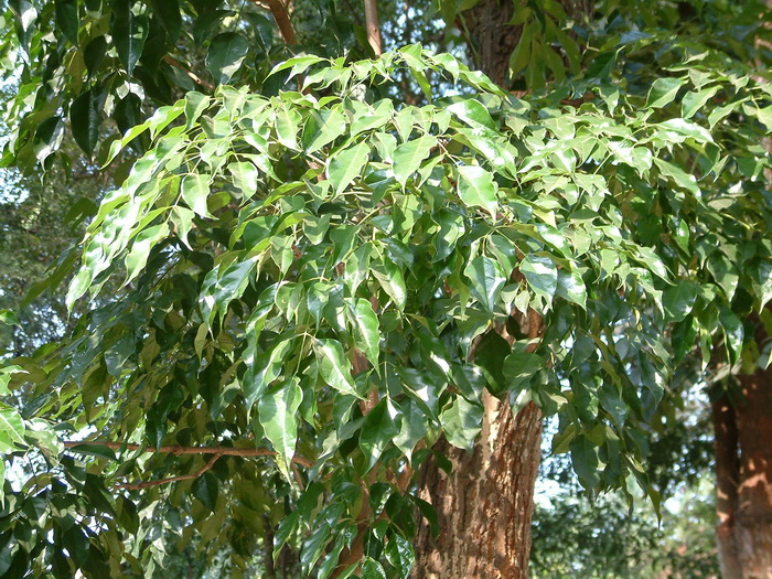 大叶桃花心木Swietenia macrophylla