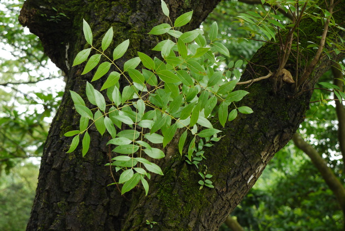 桃花心木Swietenia mahagoni 桃花心木Swietenia mahagoni