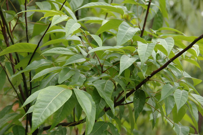 鹧鸪花Trichilia connaroides var. connaroides 鹧鸪花Trichilia connaroides var. connaroides