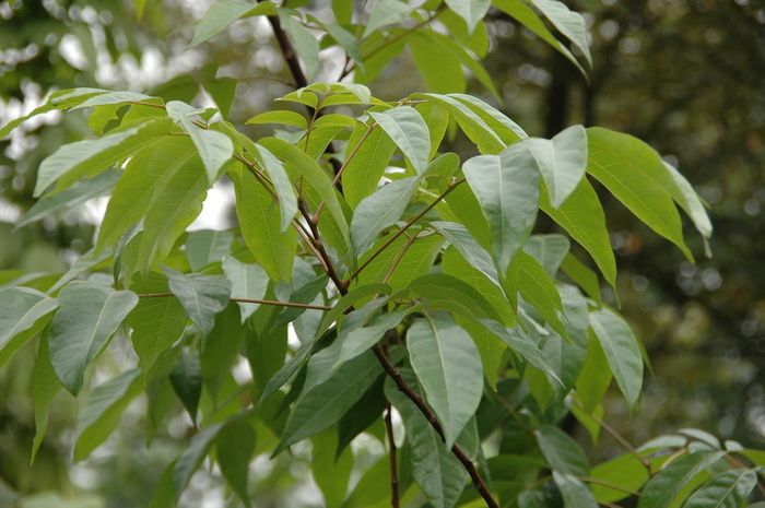鹧鸪花Trichilia connaroides var. connaroides 鹧鸪花Trichilia connaroides var. connaroides