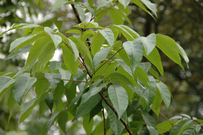 鹧鸪花Trichilia connaroides var. connaroides