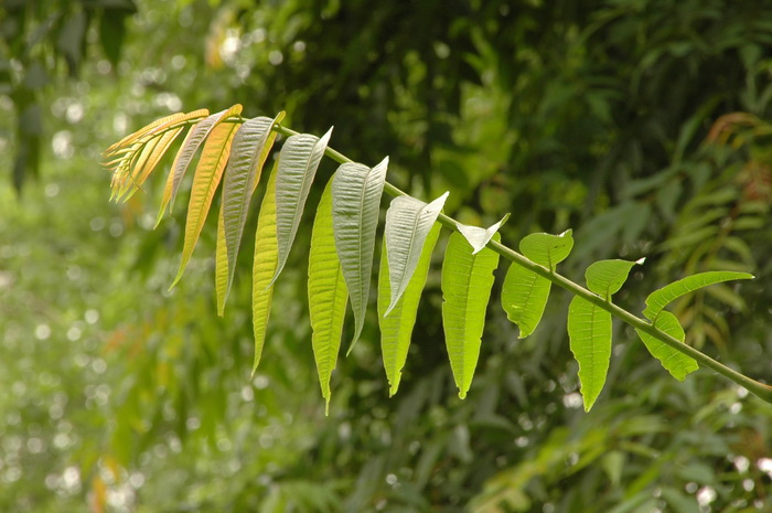 香椿Toona sinensis 香椿Toona sinensis