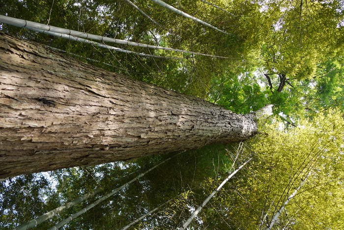 香椿Toona sinensis