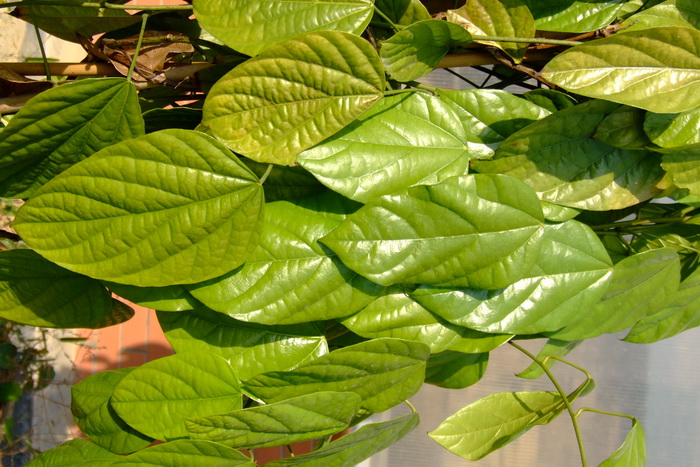 古山龙Arcangelisia gusanlung 古山龙Arcangelisia gusanlung