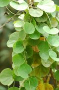 木防已 Cocculus orbiculatus