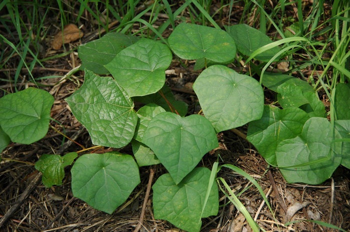 蝙蝠葛Menispermum dauricum 蝙蝠葛Menispermum dauricum