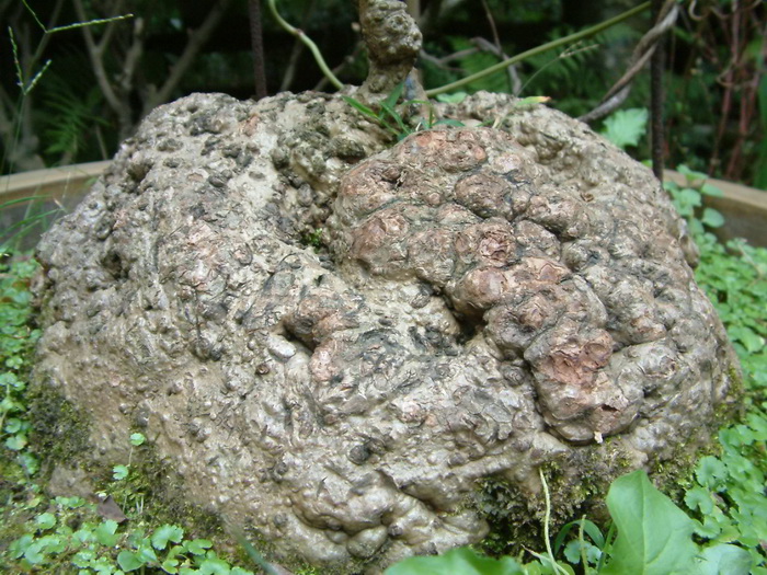 一点血Stephania dielsiana 一点血Stephania dielsiana