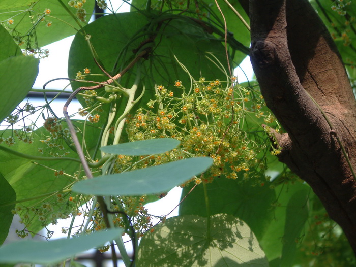一点血Stephania dielsiana 一点血Stephania dielsiana