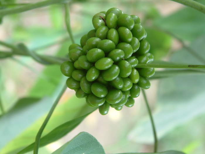 一点血Stephania dielsiana 一点血Stephania dielsiana