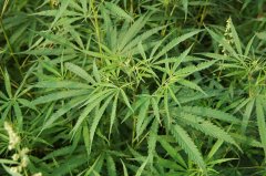 大麻Cannabis sativa