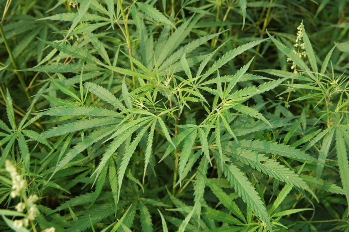 大麻Cannabis sativa 大麻Cannabis sativa