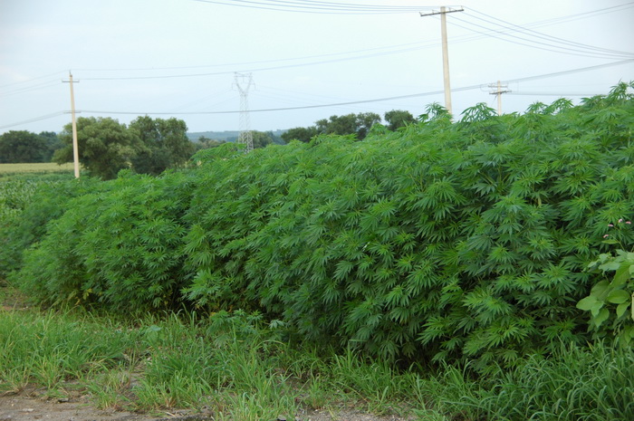 大麻Cannabis sativa 大麻Cannabis sativa