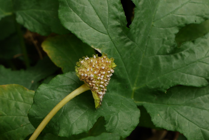 厚叶盘花木Dorstenia contrajerva 厚叶盘花木Dorstenia contrajerva