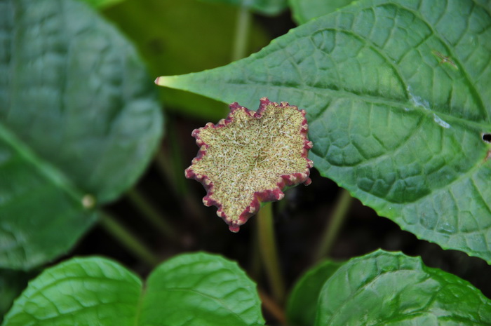 琉桑Dorstenia elata 琉桑Dorstenia elata