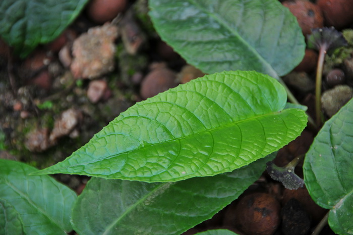 琉桑Dorstenia elata 琉桑Dorstenia elata