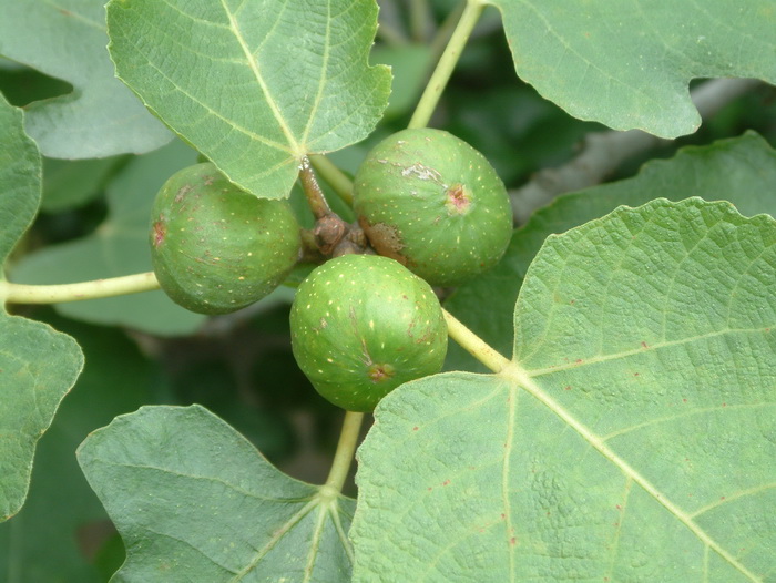 无花果Ficus carica 无花果Ficus carica