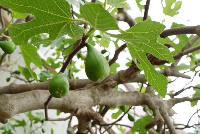 无花果Ficus carica 无花果Ficus carica
