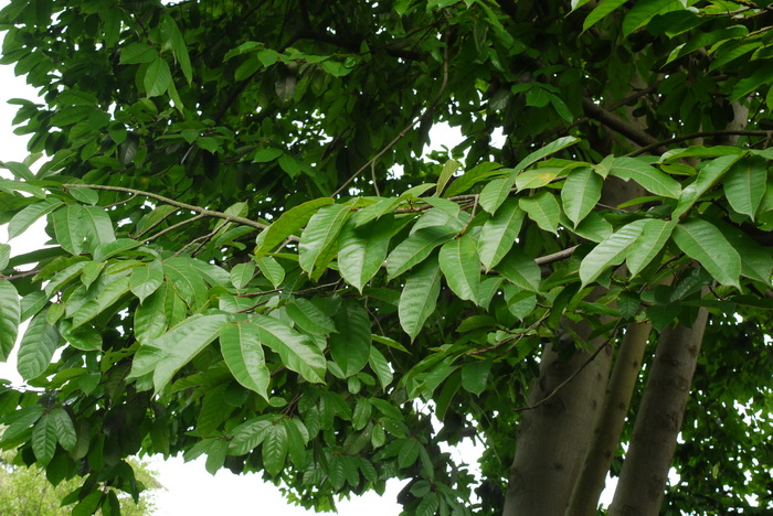 见血封喉Antiaris toxicaria 见血封喉Antiaris toxicaria