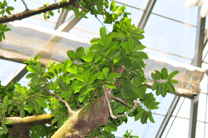 见血封喉Antiaris toxicaria 见血封喉Antiaris toxicaria