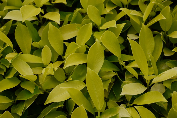 黄金榕Ficus microcarpa ‘Golden Leaves’