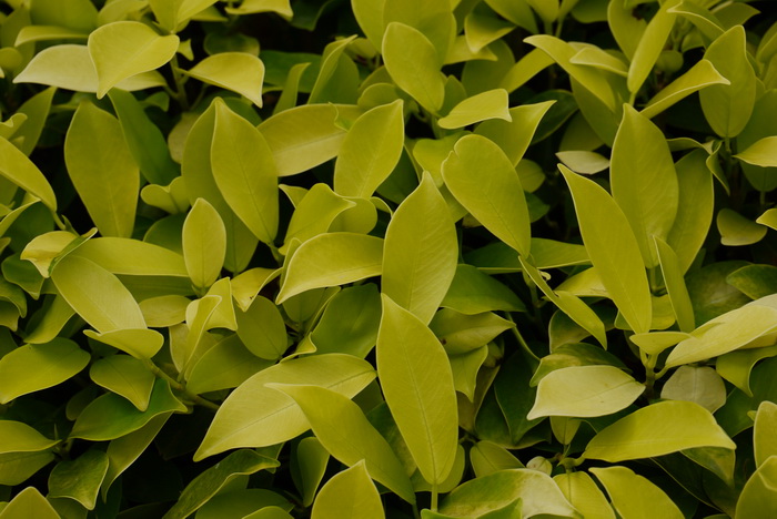 黄金榕Ficus microcarpa ‘Golden Leaves’ 黄金榕Ficus microcarpa ‘Golden Leaves’