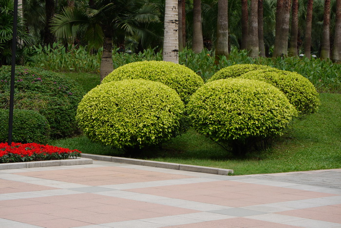 黄金榕Ficus microcarpa ‘Golden Leaves’