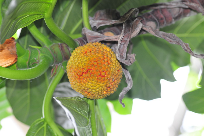 面包树Artocarpus altilis