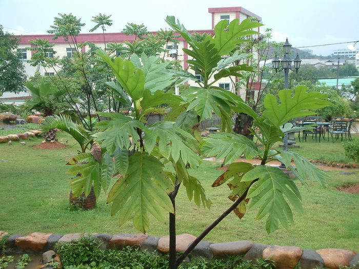 面包树Artocarpus altilis 面包树Artocarpus altilis