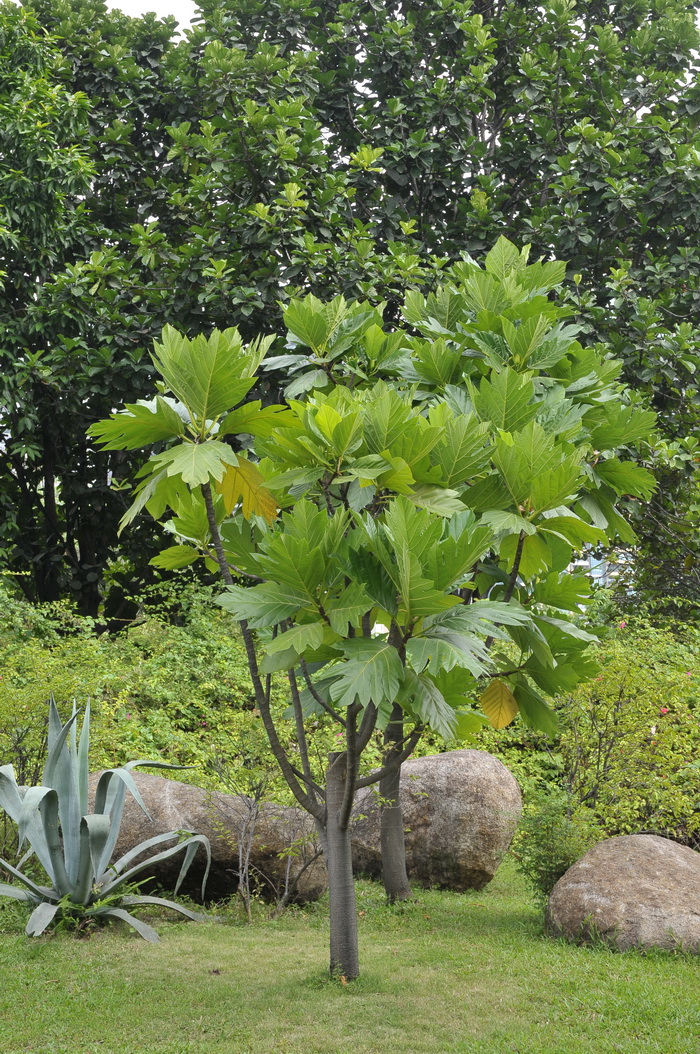 面包树Artocarpus altilis 面包树Artocarpus altilis