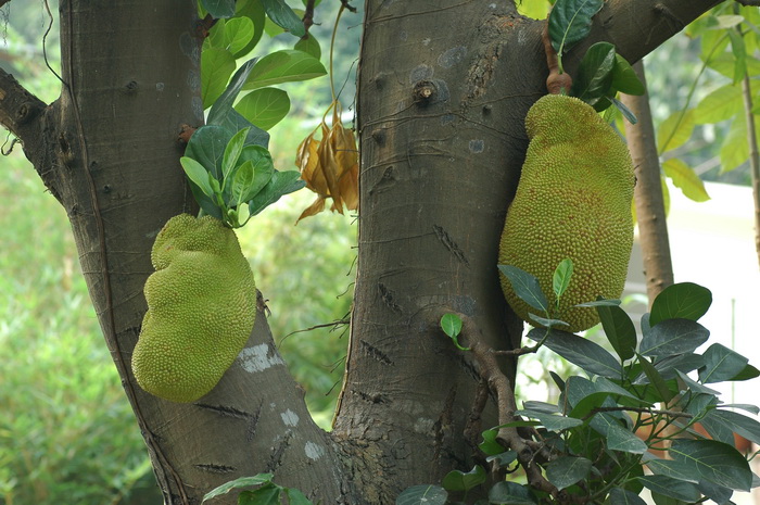 波罗蜜Artocarpus heterophyllus 波罗蜜Artocarpus heterophyllus