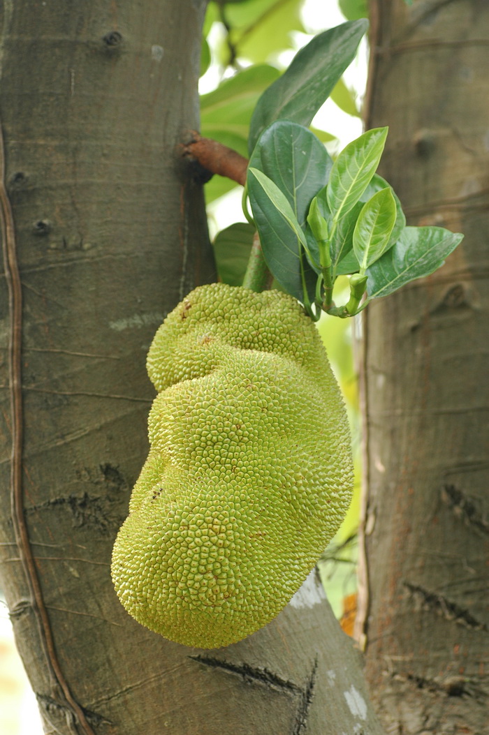 波罗蜜Artocarpus heterophyllus 波罗蜜Artocarpus heterophyllus