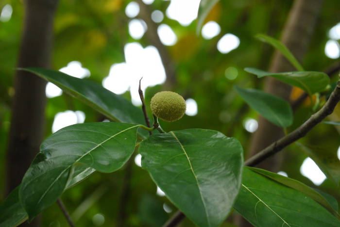 白桂木Artocarpus hypargyreus