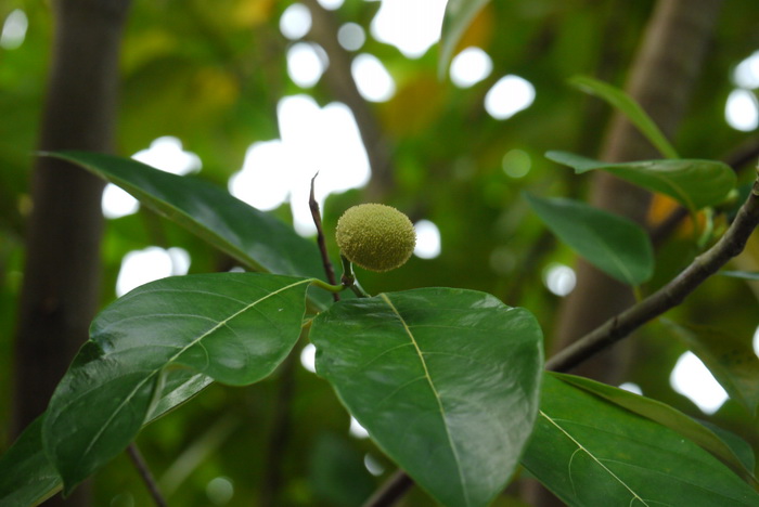 白桂木Artocarpus hypargyreus 白桂木Artocarpus hypargyreus