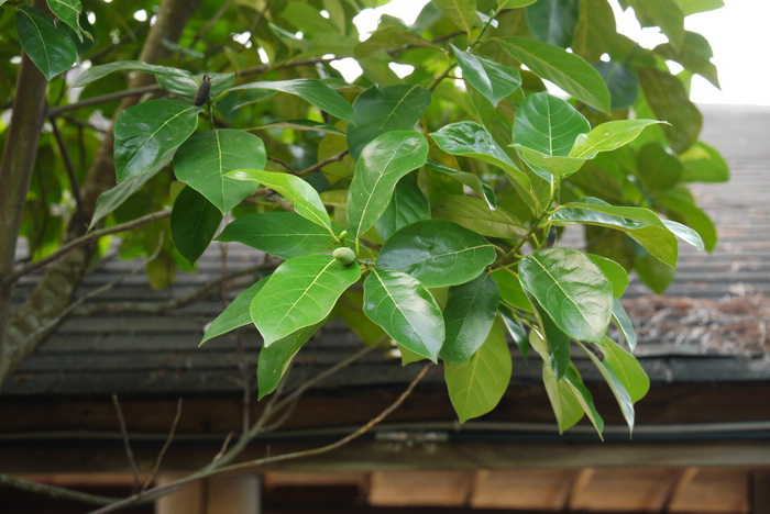 白桂木Artocarpus hypargyreus