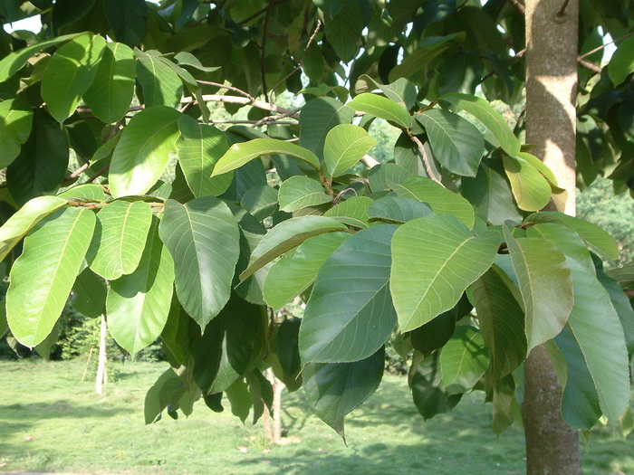 野波罗蜜Artocarpus lakoocha