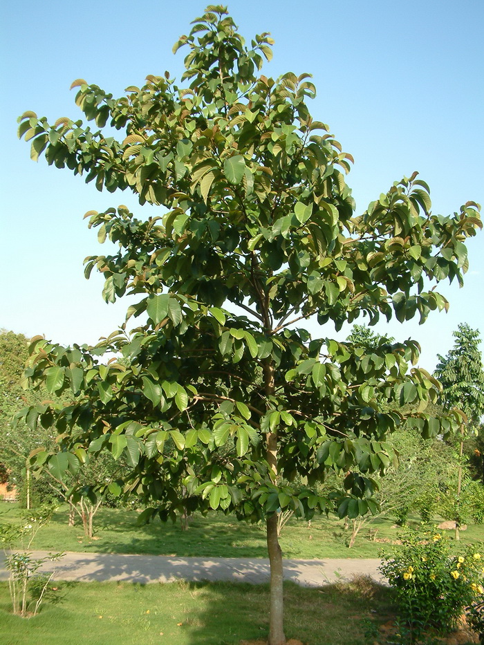 野波罗蜜Artocarpus lakoocha