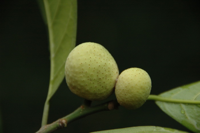 桂木Artocarpus nitidus subsp. lingnanensis 桂木Artocarpus nitidus subsp. lingnanensis