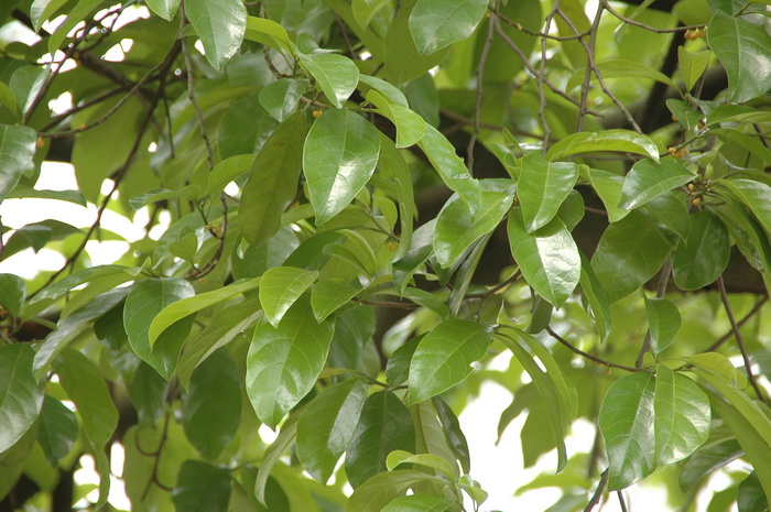 桂木Artocarpus nitidus subsp. lingnanensis