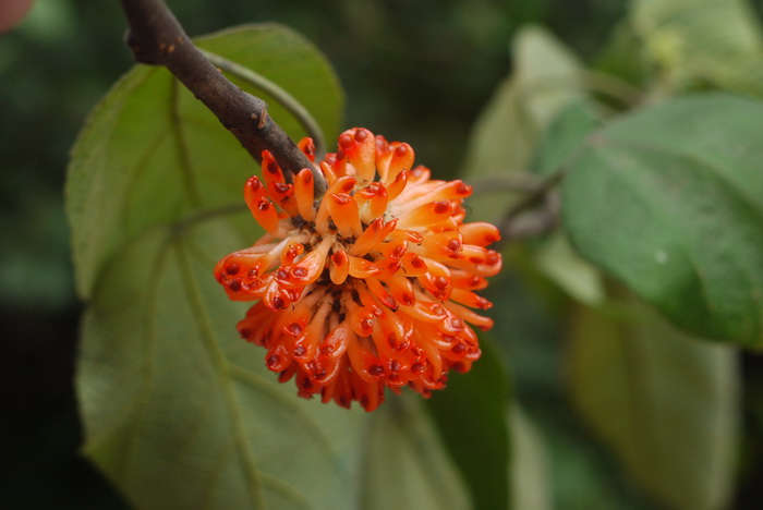 构树Broussonetia papyrifera 构树Broussonetia papyrifera