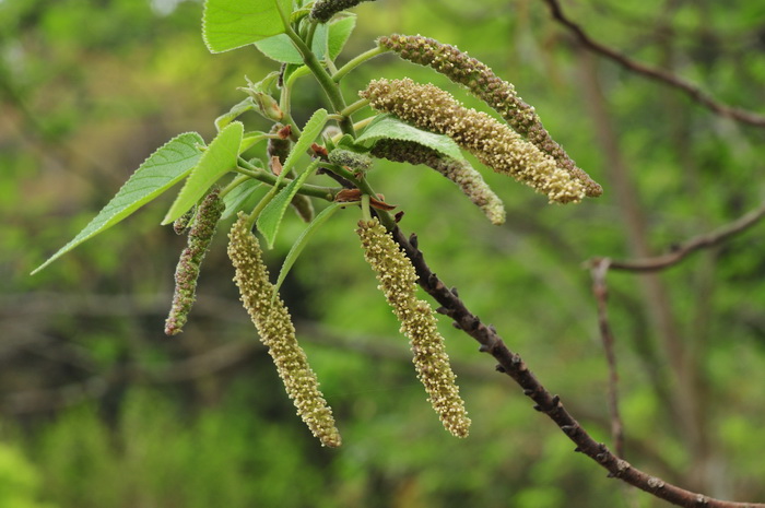 构树Broussonetia papyrifera 构树Broussonetia papyrifera