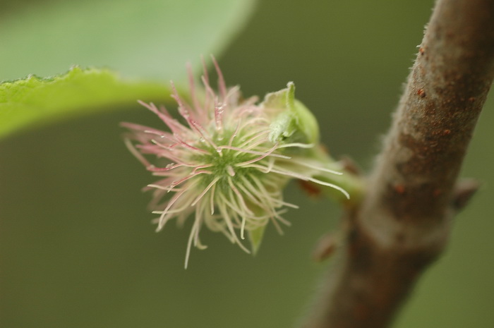 构树Broussonetia papyrifera 构树Broussonetia papyrifera