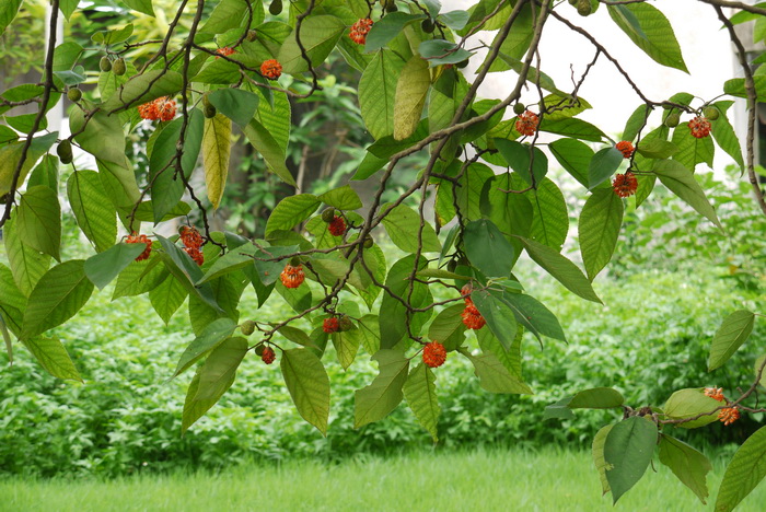 构树Broussonetia papyrifera 构树Broussonetia papyrifera