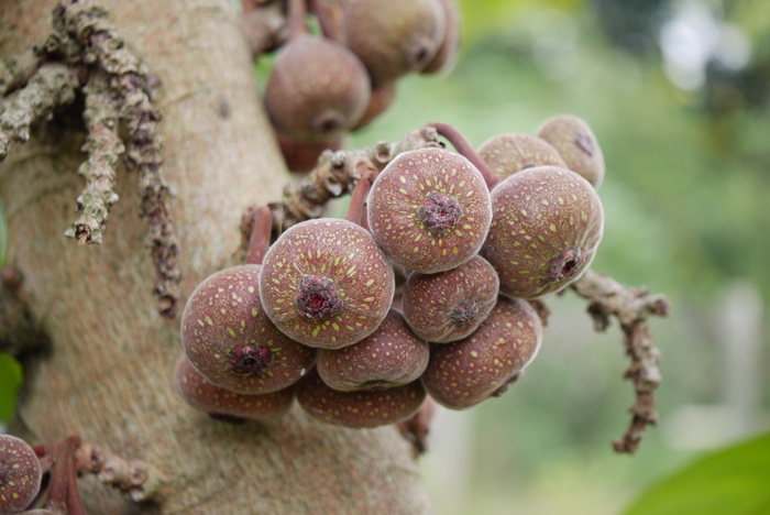大果榕 Ficus auriculata 大果榕 Ficus auriculata