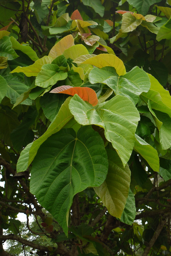 大果榕 Ficus auriculata