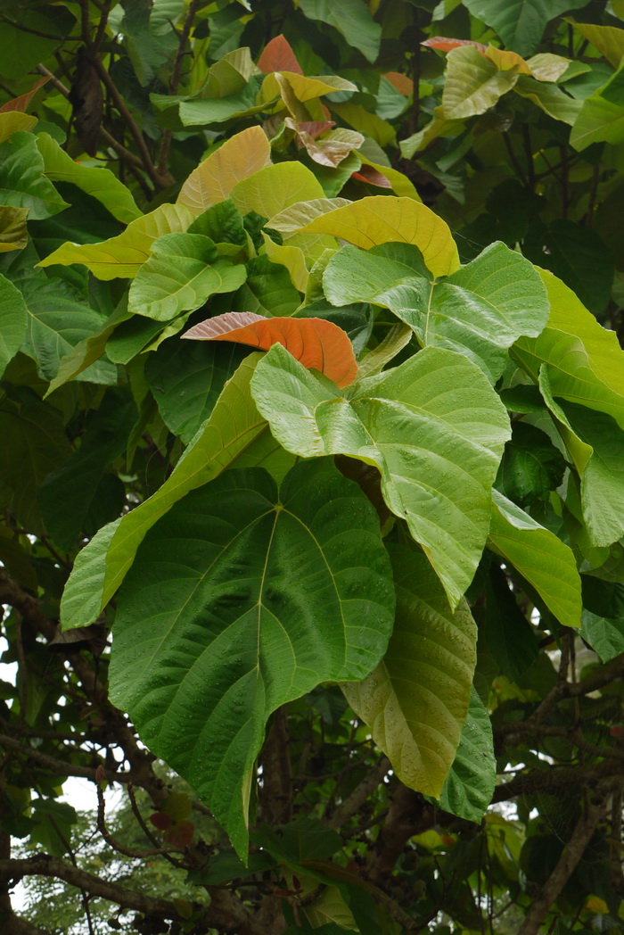 大果榕 Ficus auriculata 大果榕 Ficus auriculata