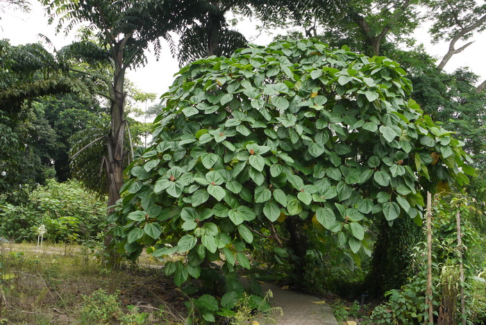 大果榕 Ficus auriculata