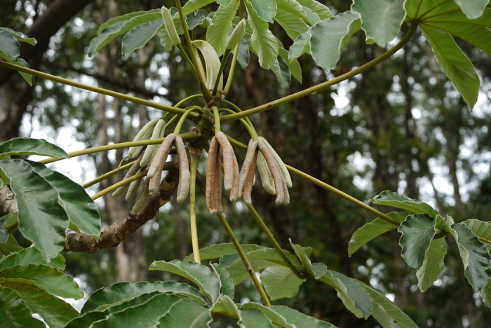 蚁晒树 Cecropia peltata 蚁晒树 Cecropia peltata