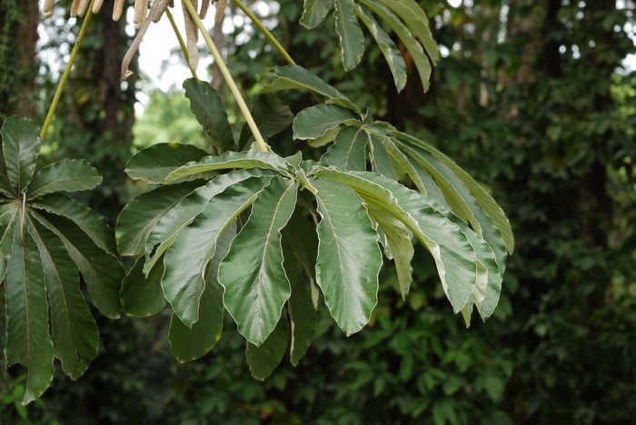 蚁晒树 Cecropia peltata 蚁晒树 Cecropia peltata